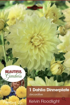 Kelvin Floodlight Dahlia Bulb (1 Bulb)