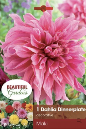 Maki Dahlia Bulb (1 Bulb)