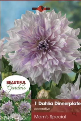 Moms Special Dahlia Bulb (1 Bulb)