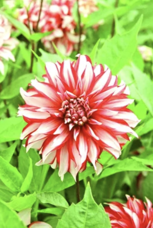 Santa Claus Dahlia Bulb (1 Bulb)