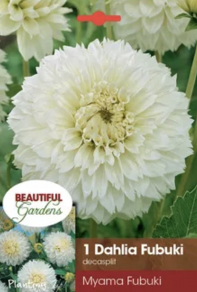 Fubuki Myama Dahlia (1 Bulb)