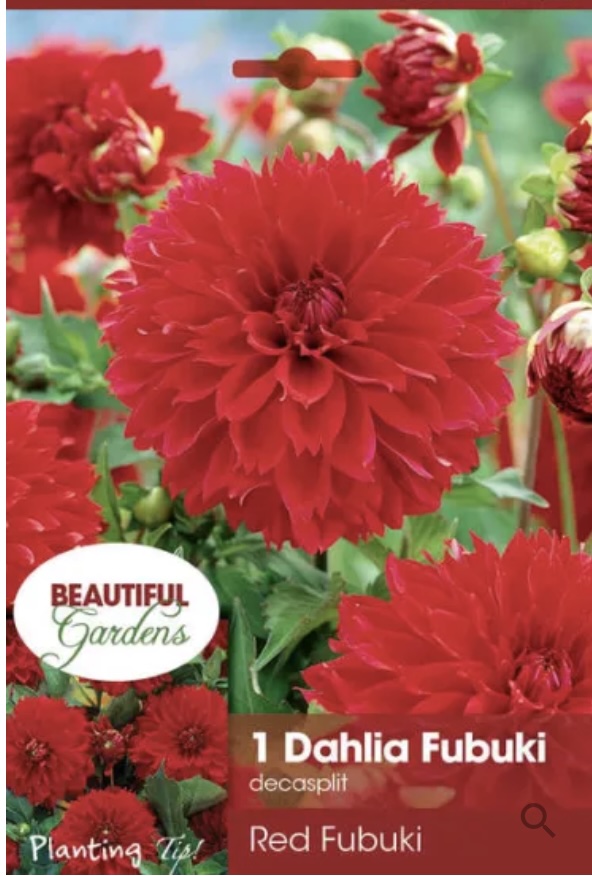 Red Fubuki Dahlia Bulb (1 Blub)