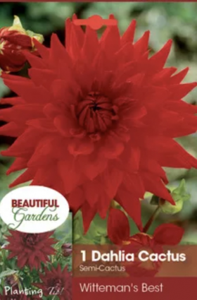 Witteman�s Best Dahlia 1 Bulb