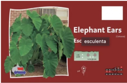 Esculenta Elephant Ear (1 Bulb)
