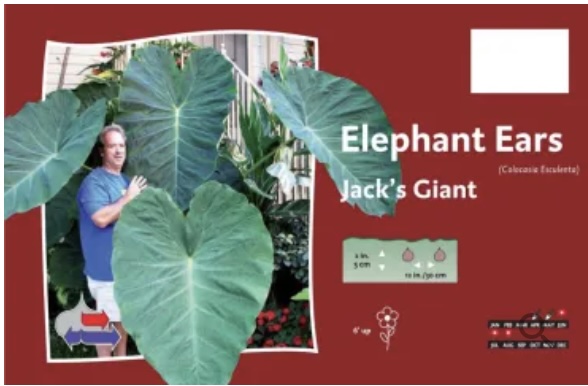 Jack's Giant Elephant Ears Bulb (1 Bulb)