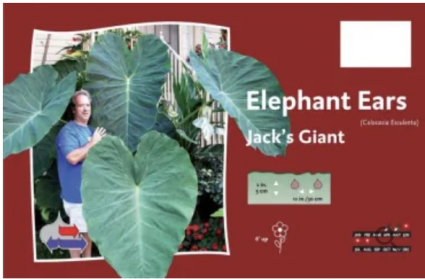 Jack's Giant Elephant Ears Bulb (1 Bulb)
