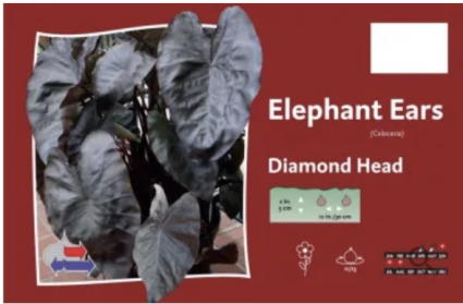 Diamond Head Elephant Ears Bulb (1 Bulb)