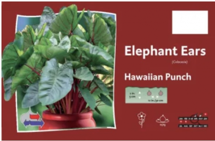 'Hawaiian Punch' Elephant Ear Bulb (1 Bulb)