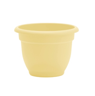 Ariana Daffodil Planter 6"