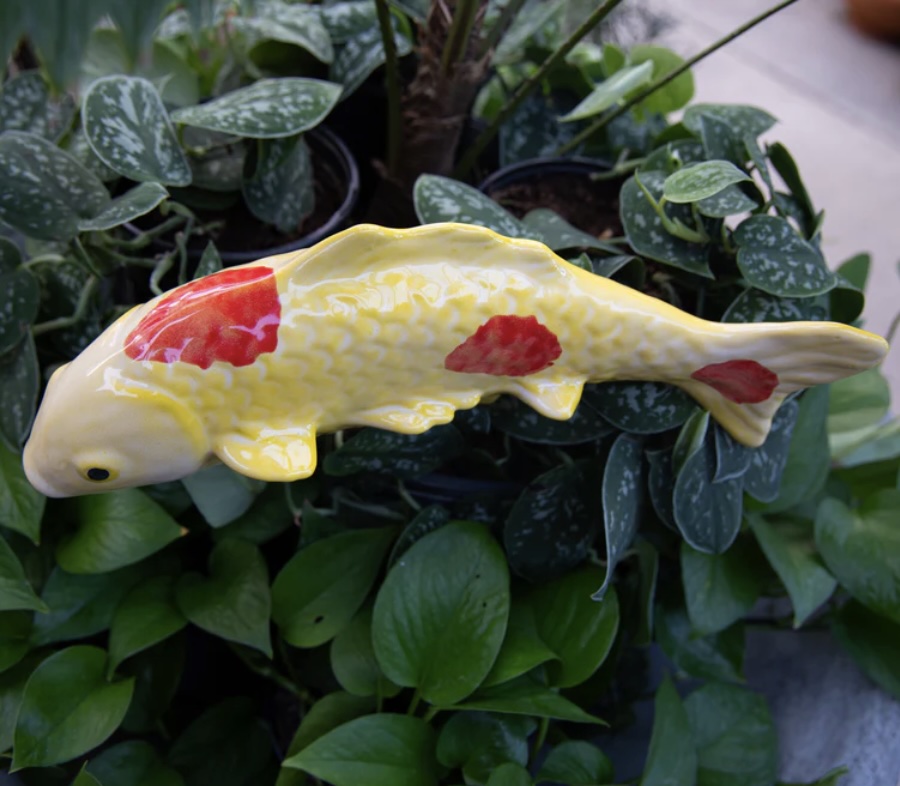 Mandarin Yellow Garden Koi Fish
