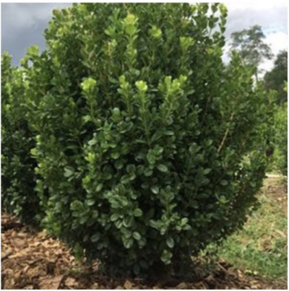 Freedom Boxwood 2G
