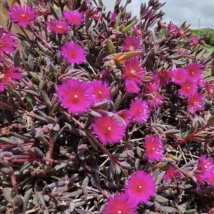 Desert Dancers Purple Delosperma 1G