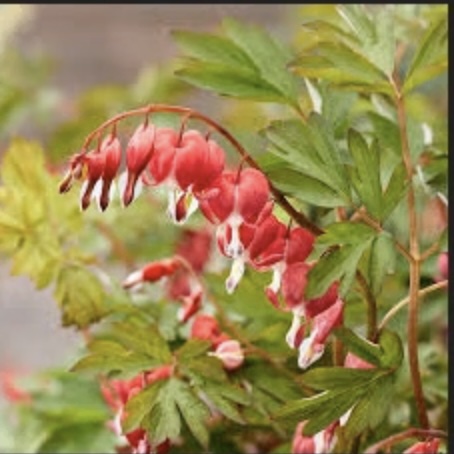 Jolly Hearts Love Bleeding Heart 1G