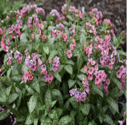 Pretty in Pink Pulmonaria 1G