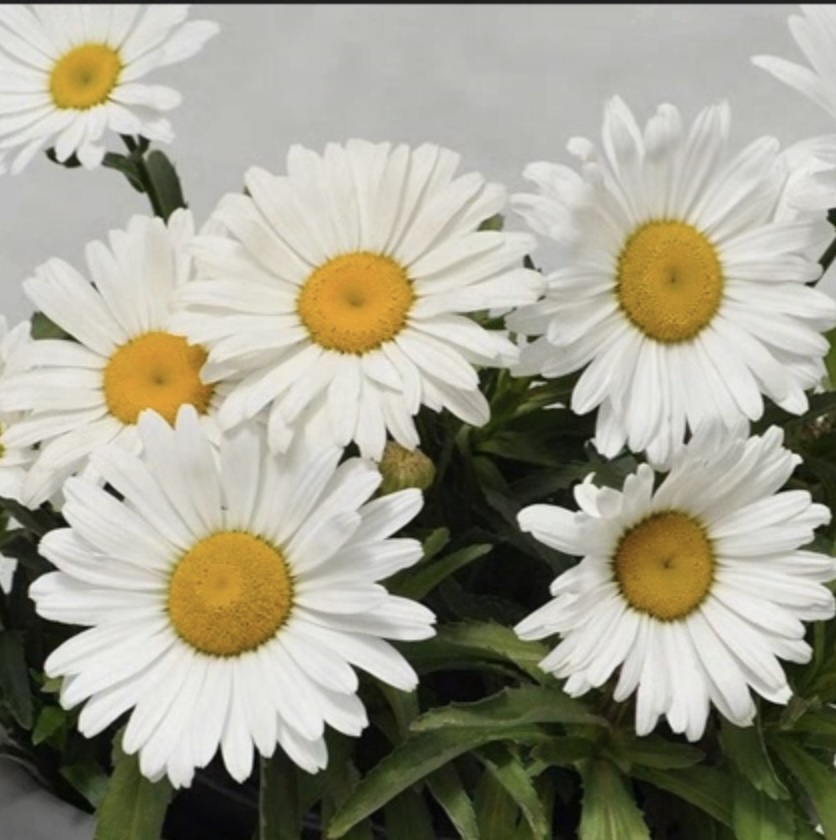 Betsy Shasta Daisy 1G