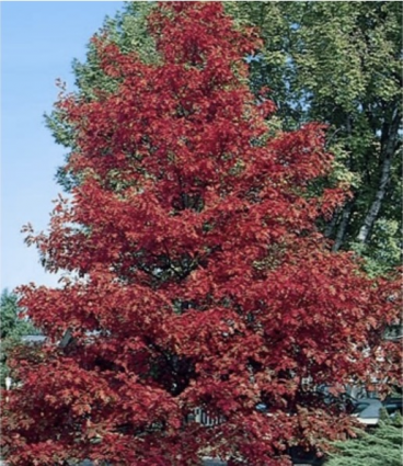 Northern Red Oak 3.5"