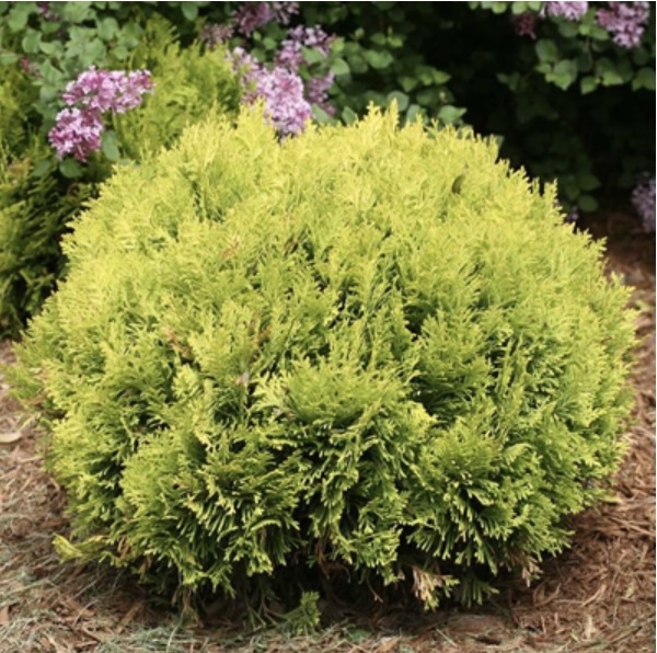 Anna's Magic Ball&reg; Arborvitae&nbsp;&nbsp;6-7G