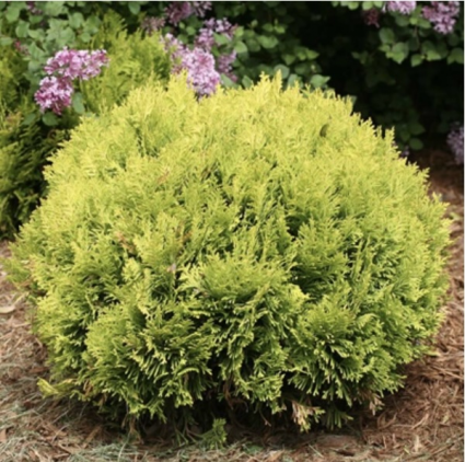 Anna's Magic Ball&reg; Arborvitae&nbsp;&nbsp;6-7G