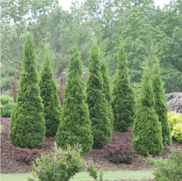 North Pole&reg; Arborvitae 15G