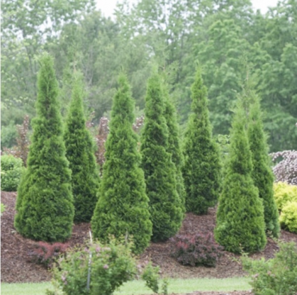 North Pole&reg; Arborvitae 15G