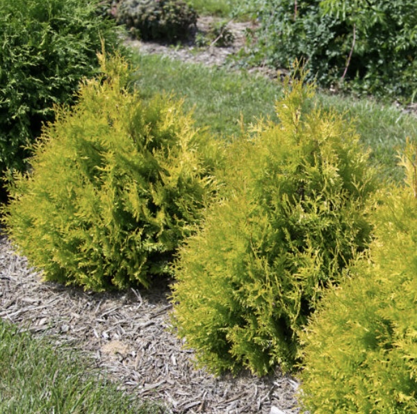 Lemon Burst Arborvitae 3-5G
