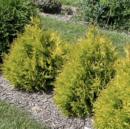 Lemon Burst Arborvitae 3-5G
