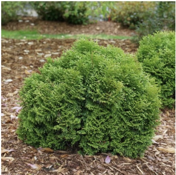 Tater Tot&reg; Arborvitae 6-7G