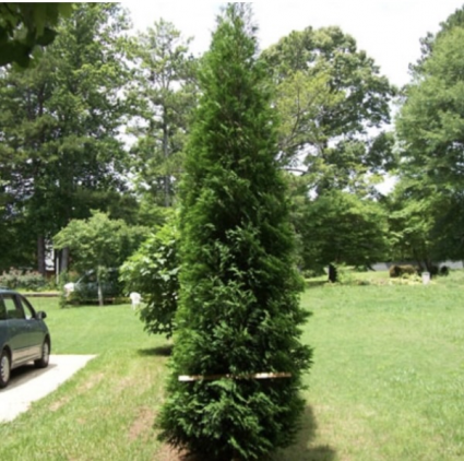 American Pillar Arborvitae 6'