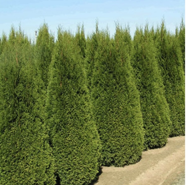 Emerald Green Arborvitae 10G