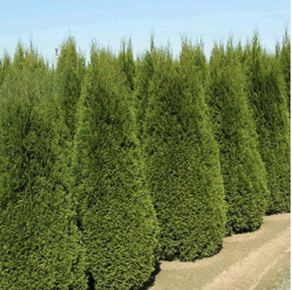 Emerald Green Arborvitae 10G