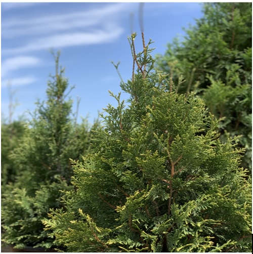 Emerald Teardrop Arborvitae 3-5G