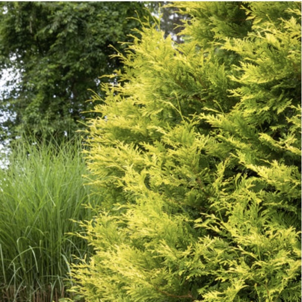 Ember Waves Arborvitae 10G