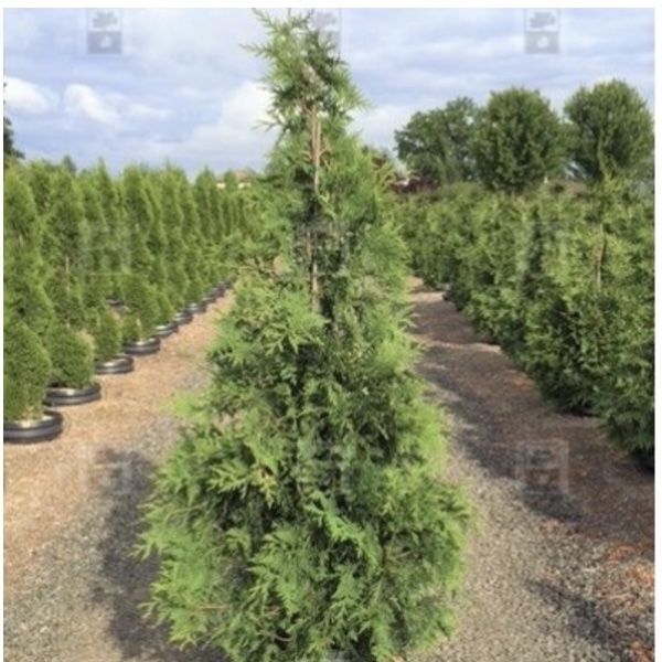 Green Giant Arborvitae 30G