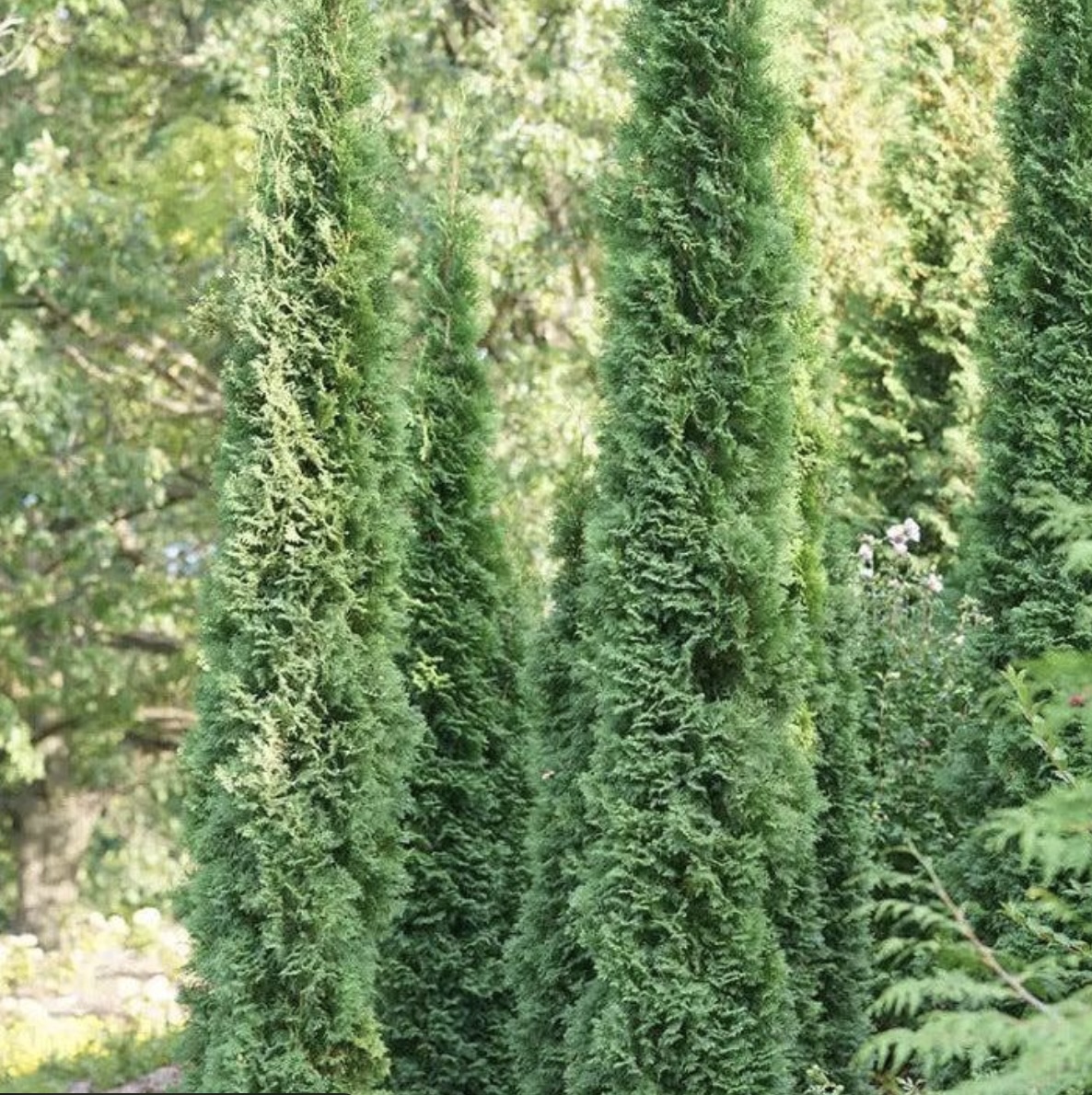 Thin Man Arborvitae 3-5G