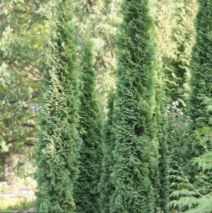 Thin Man Arborvitae 3-5G