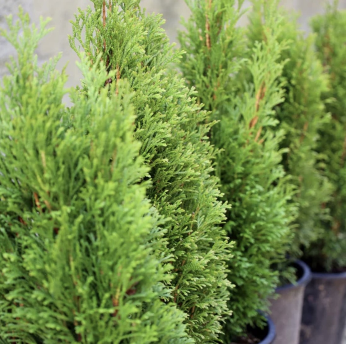 Emerald Green Mini Butterfly Arborvitae 5G