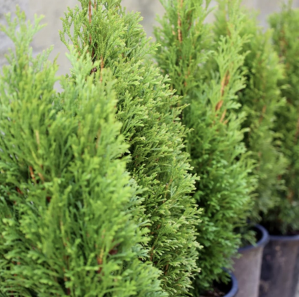 Emerald Green Mini Butterfly Arborvitae 5G