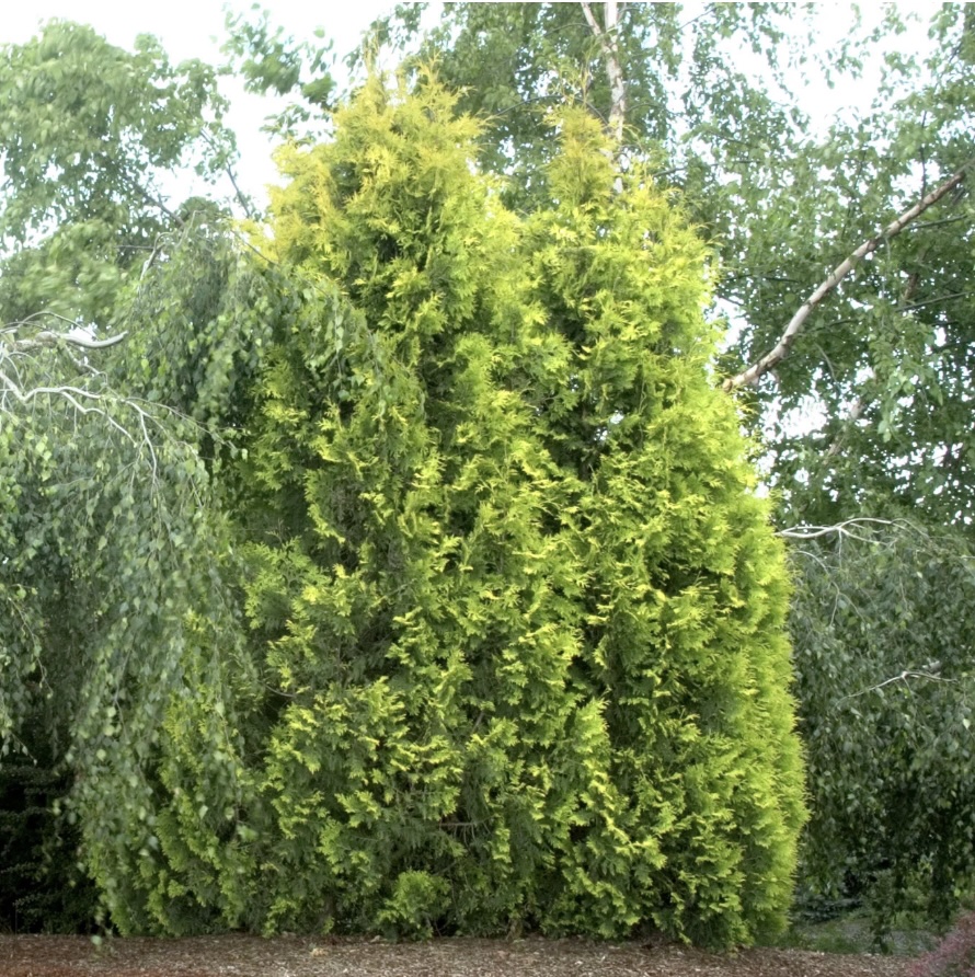 Yellow Ribbon Arborvitae 3-5G