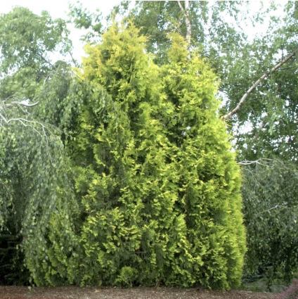 Yellow Ribbon Arborvitae 3-5G