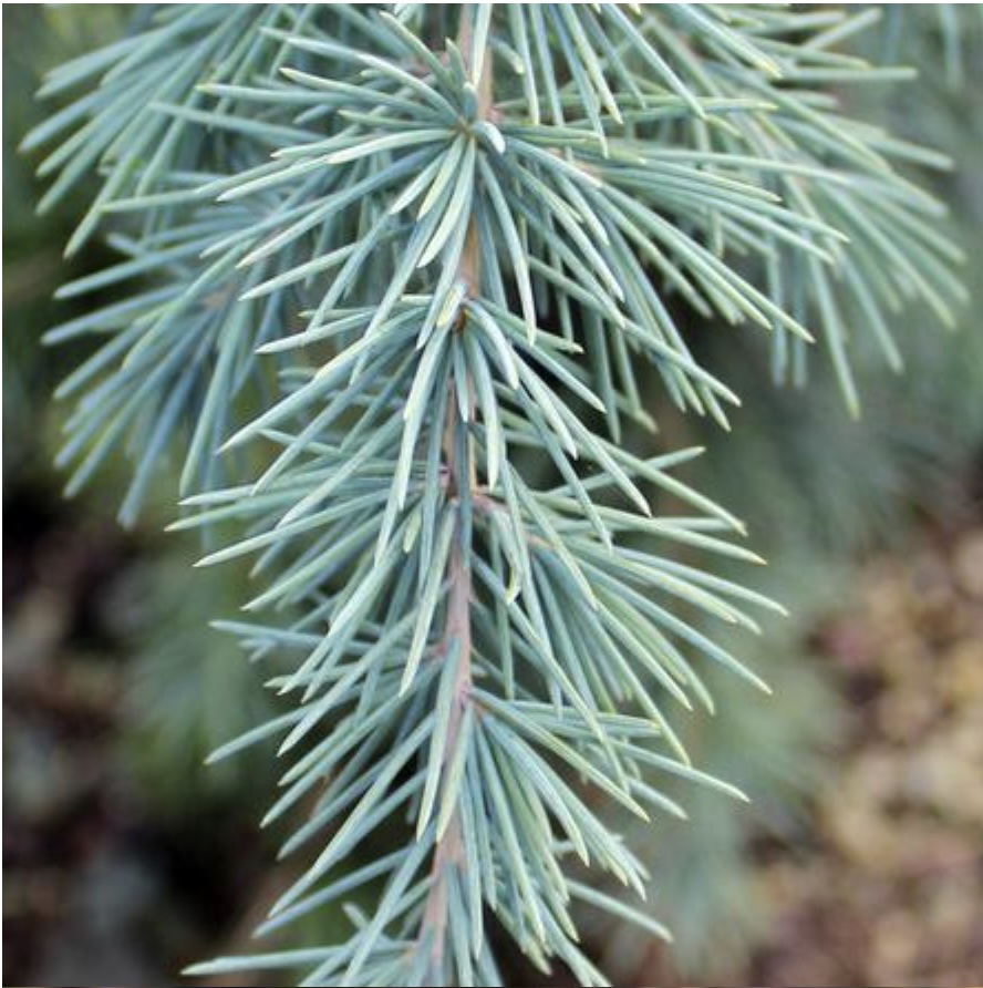 Divinely Blue Cedar 5'
