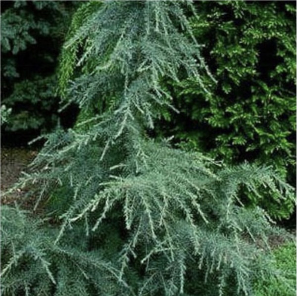 Karl Fuchs Himalayan Cedar 6'