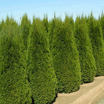 ARBORVITAE, EMERALD GREEN 5-6'