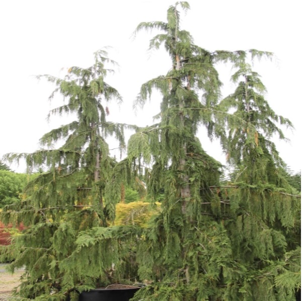 Blue Weeping Alaska Cedar 6'