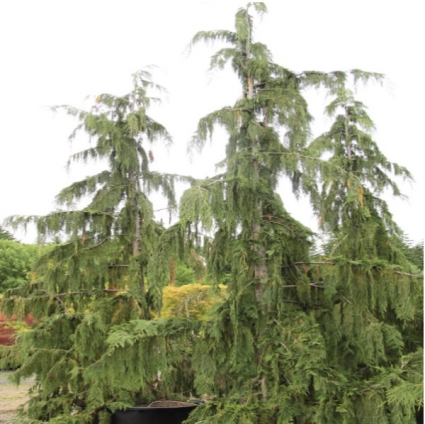 Blue Weeping Alaska Cedar 6'