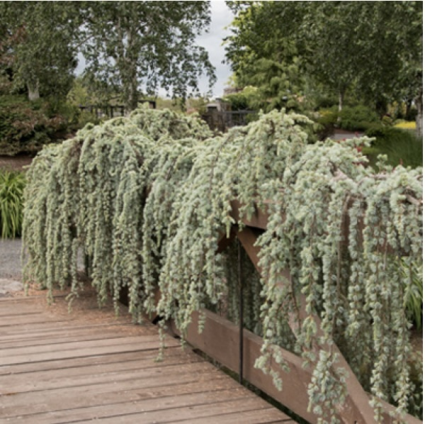 Weeping Blue Atlas Cedar 10G