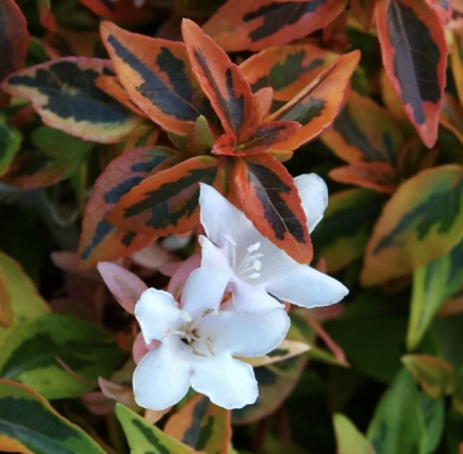 Kaleidoscope Abelia 2G
