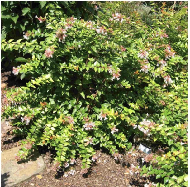 Canyon Creek Abelia 2G