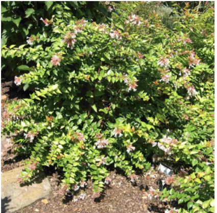 Canyon Creek Abelia 2G