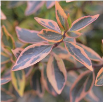 Twist of Orange Abelia 3-5G