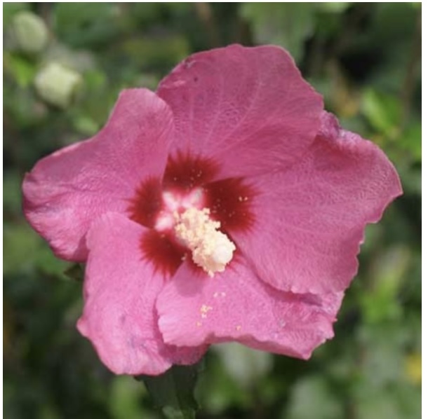 'Lil' Kim Red Rose of Sharon 'Althea' 8"